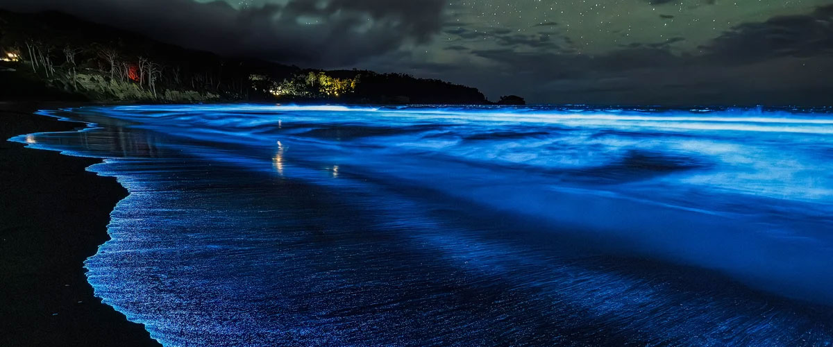 Noctiluca Bloom: A Silent Threat to the Marine Environment